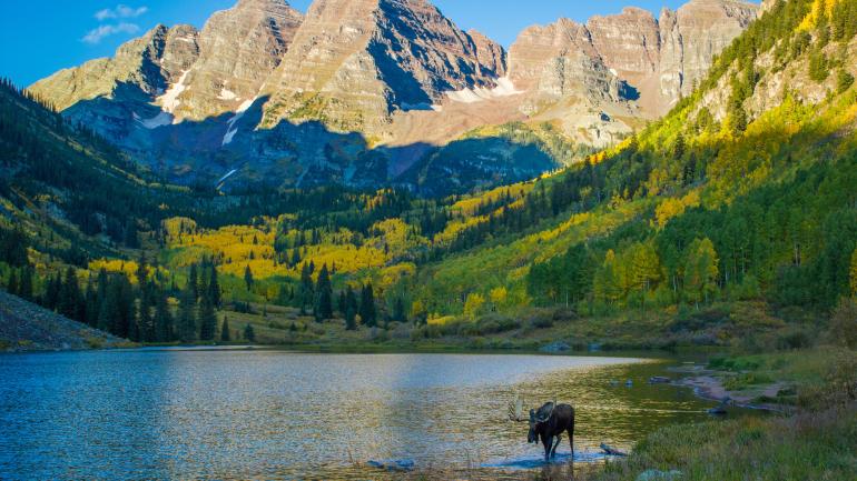 A moose wades in Maroon Lake surrounded by the Maroon Bells A moose wades in Maroon Lake surrounded by the Maroon Bells