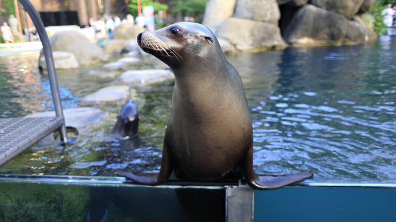 A seal in its habitat at the Central Park Zoo A seal in its habitat at the Central Park Zoo
