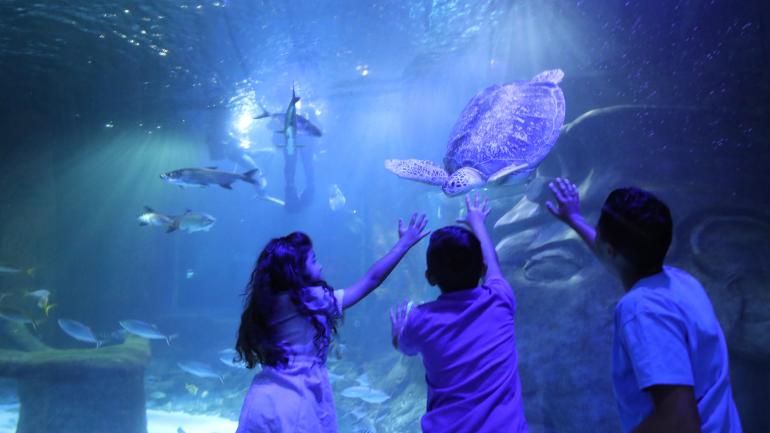 Admirando las tortugas marinas en SEA LIFE Orlando Aquarium Admirando las tortugas marinas en SEA LIFE Orlando Aquarium