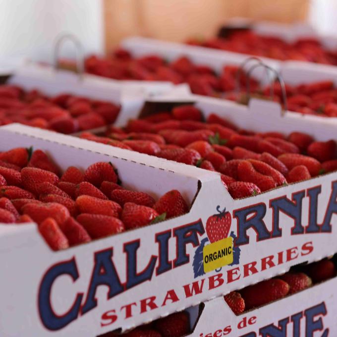 Strawberries are currently the most plentiful crop in Ventura, but the biggest crop in 1900 was lima beans. Strawberries are currently the most plentiful crop in Ventura, but the biggest crop in 1900 was lima beans.