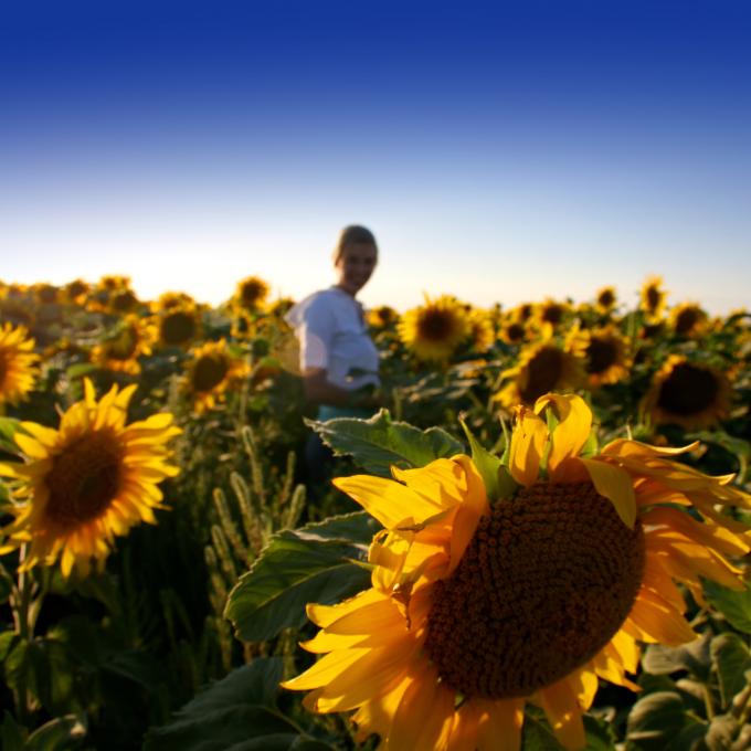 A sunflower field in North Dakota A sunflower field in North Dakota