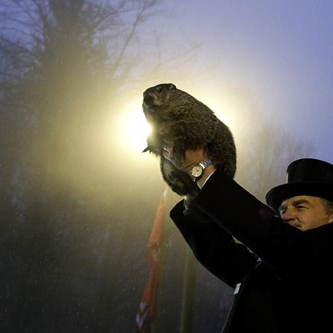 Punxsutawney Phil on Groundhog Day in Pennsylvania Punxsutawney Phil on Groundhog Day in Pennsylvania