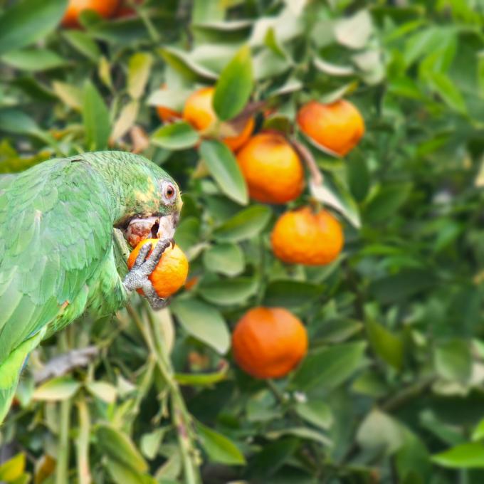 Be on the lookout for the many parrots that make their home in Pasadena. Be on the lookout for the many parrots that make their home in Pasadena.