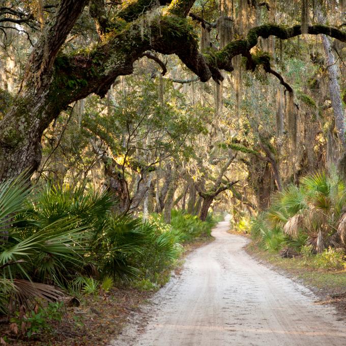 Alabama's coast has four ecosystems: ancient maritime live oak forest, wet longleaf pine savanna, freshwater marsh and small stream swamp forest. Alabama's coast has four ecosystems: ancient maritime live oak forest, wet longleaf pine savanna, freshwater marsh and small stream swamp forest.
