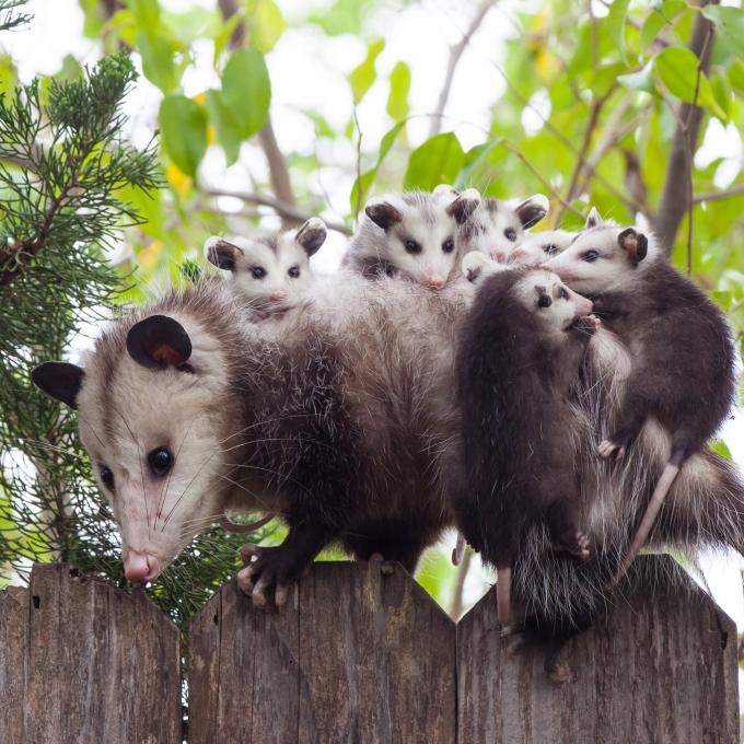 Columbus was informally known as “Possum Town” before it received its official name, and some locals still call it by this nickname. Columbus was informally known as “Possum Town” before it received its official name, and some locals still call it by this nickname.