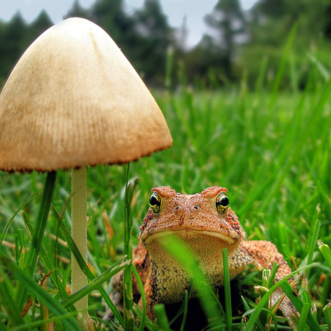 Kennett Square is known as the “mushroom capital of the world” because farms in the area produce over 450,000 kilograms of mushrooms a week. Kennett Square is known as the “mushroom capital of the world” because farms in the area produce over 450,000 kilograms of mushrooms a week.