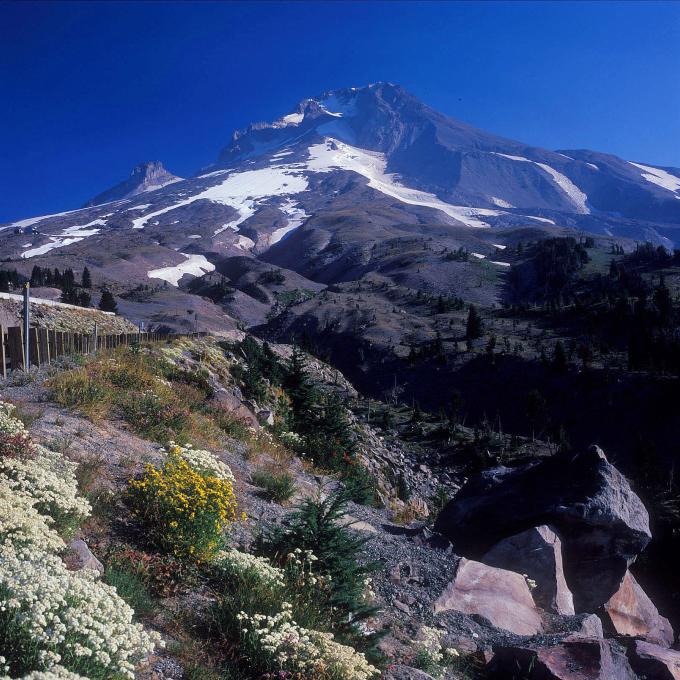 There are 11 glaciers at the peak of Mt. Hood, the highest mountain in Oregon at 3,426 meters. There are 11 glaciers at the peak of Mt. Hood, the highest mountain in Oregon at 3,426 meters.