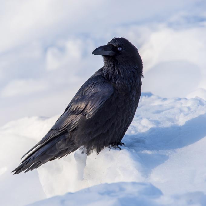 A raven in the snow in Fairbanks, Alaska A raven in the snow in Fairbanks, Alaska