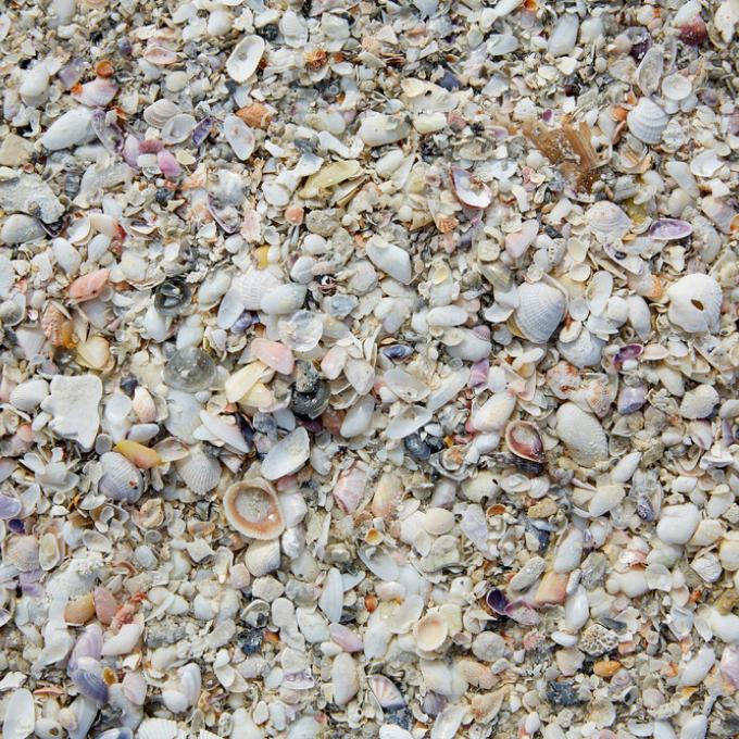 The beaches of Fort Myers and Sanibel have more shell varieties than any other in North America. The beaches of Fort Myers and Sanibel have more shell varieties than any other in North America.