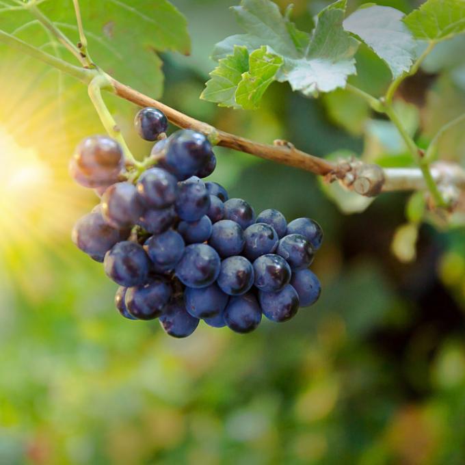 Of the 6,140 hectares of vineyards in the Willamette Valley, 4,400 are planted with pinot noir grapes. Of the 6,140 hectares of vineyards in the Willamette Valley, 4,400 are planted with pinot noir grapes.