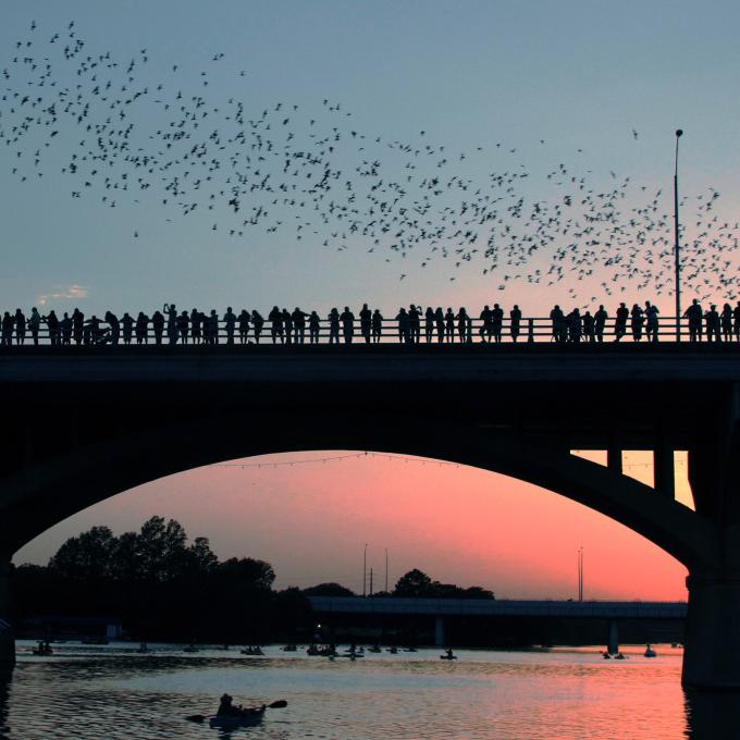 Austin is home to the largest urban bat colony in North America, with about 1.5 million bats at peak bat-watching season. Austin is home to the largest urban bat colony in North America, with about 1.5 million bats at peak bat-watching season.