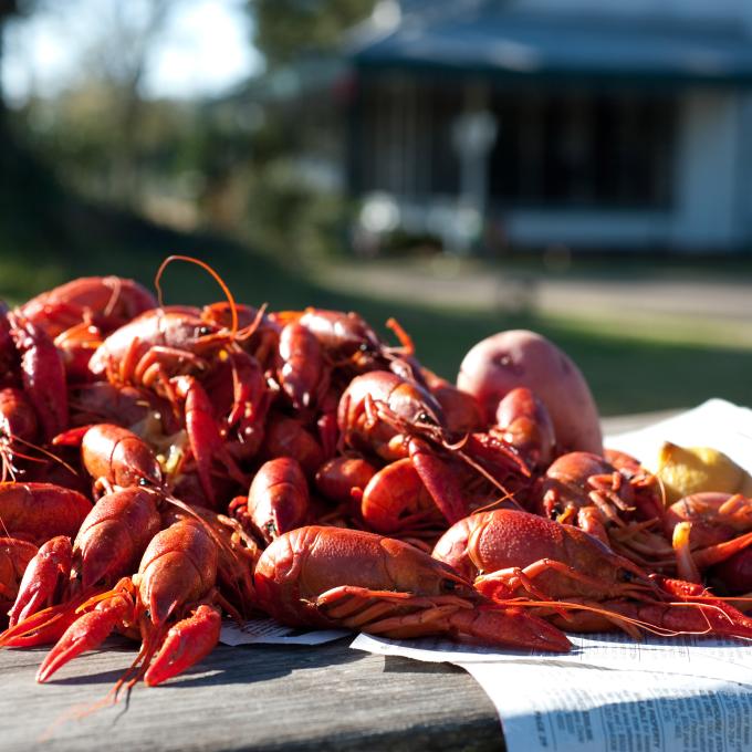 Freshly boiled Houma, Louisiana crawfish Freshly boiled Houma, Louisiana crawfish