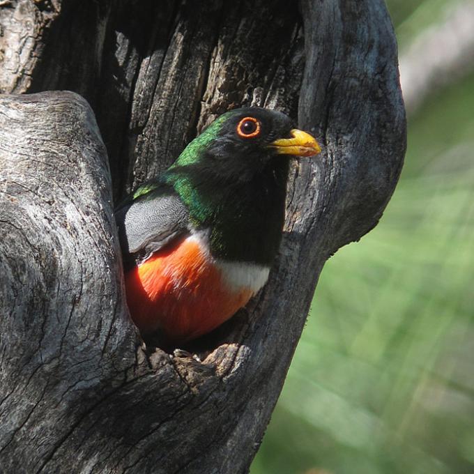 A colorful trogon, one of Tucson's many bird species A colorful trogon, one of Tucson's many bird species