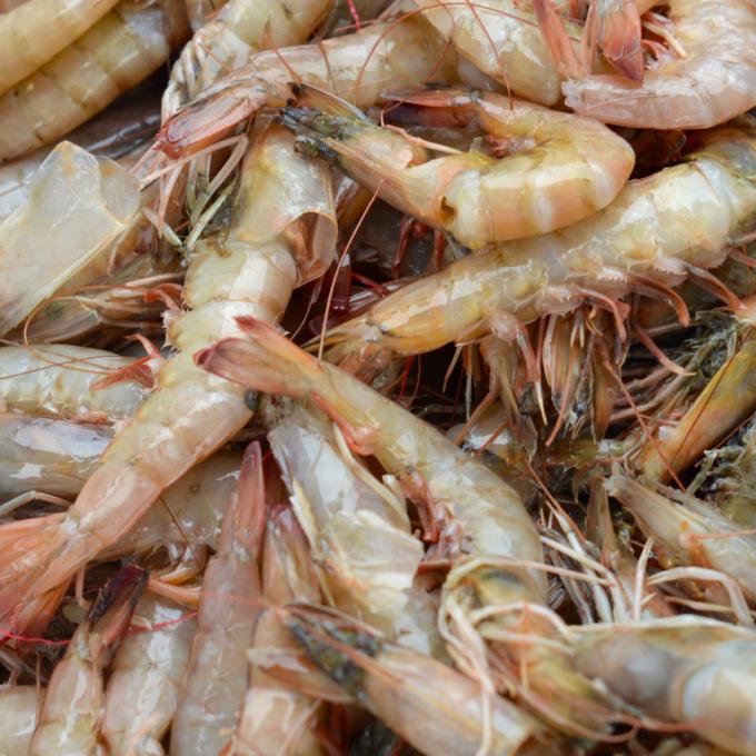 Shrimp, an important industry in Biloxi, Mississippi Shrimp, an important industry in Biloxi, Mississippi