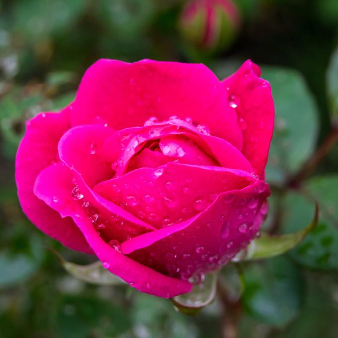 A rose at The Arboretum in Lexington, Kentucky A rose at The Arboretum in Lexington, Kentucky