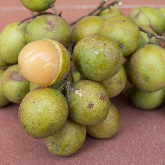 The tropical fruit genip, known as the Spanish lime. The tropical fruit genip, known as the Spanish lime.