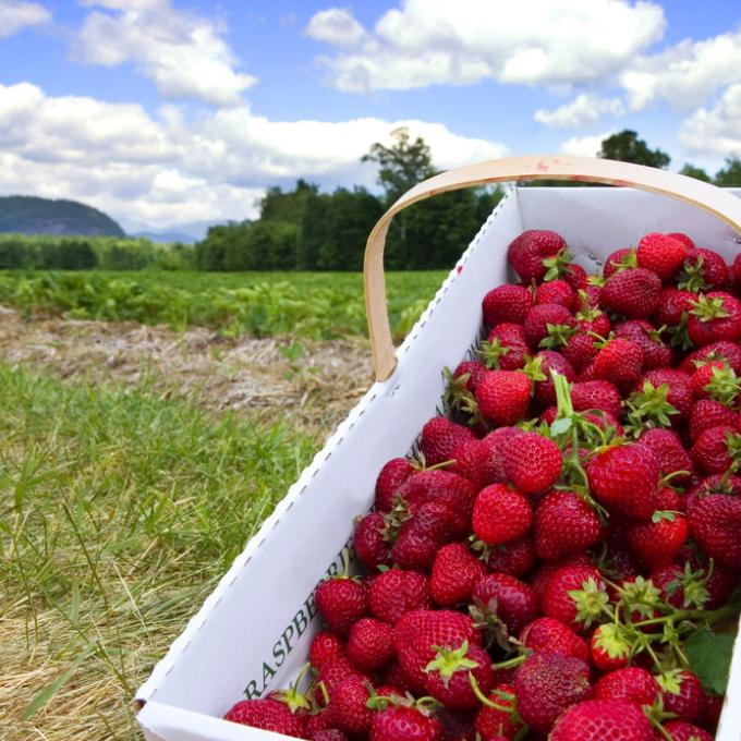 The first settlement of Portsmouth was originally known as Strawbery Banke because of the large number of strawberries that grew along the Piscataqua River. The first settlement of Portsmouth was originally known as Strawbery Banke because of the large number of strawberries that grew along the Piscataqua River.