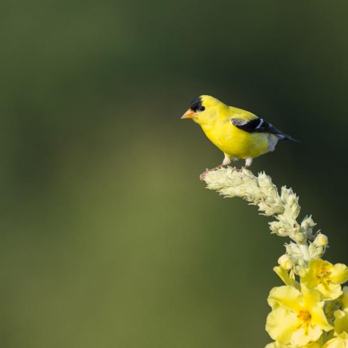 The American Goldfinch, Morgantown’s official city bird The American Goldfinch, Morgantown’s official city bird
