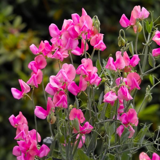 A blossoming pea plant A blossoming pea plant
