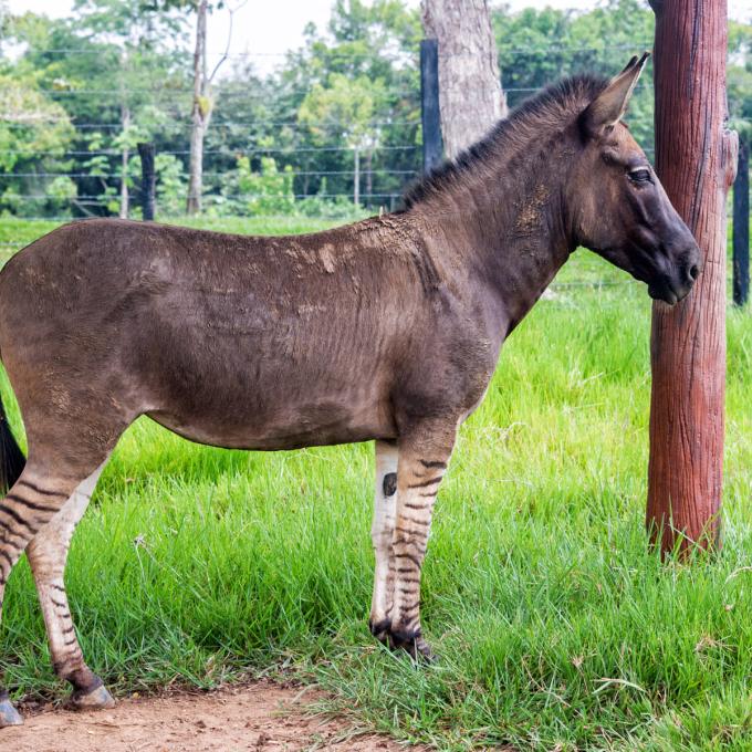 Abrams’ Animal Farm zedonk, part zebra, part donkey Abrams’ Animal Farm zedonk, part zebra, part donkey