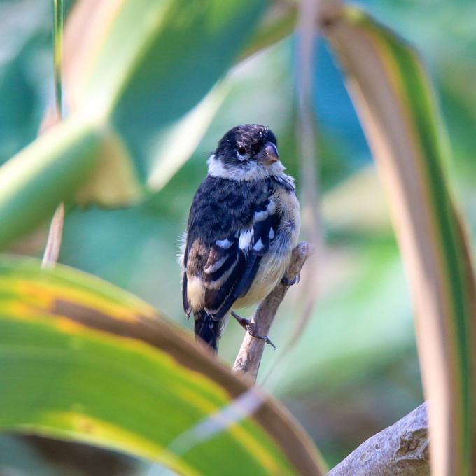 El espiguero collarejo, tan solo una de las diferentes especies de aves en Laredo El espiguero collarejo, tan solo una de las diferentes especies de aves en Laredo