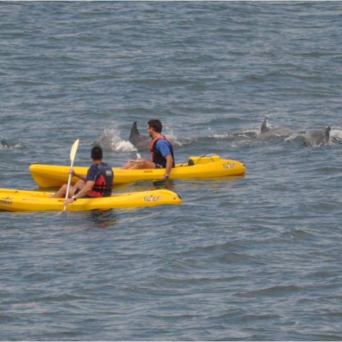 Kayaking with bottle nose dolphins off the coast of Virginia Beach Kayaking with bottle nose dolphins off the coast of Virginia Beach