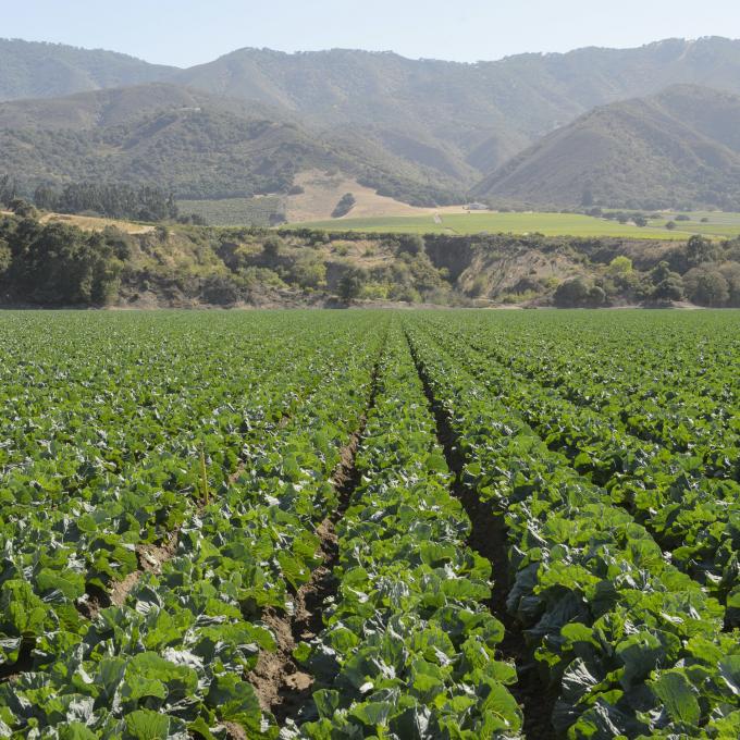 Salinas Valley’s crops Salinas Valley’s crops