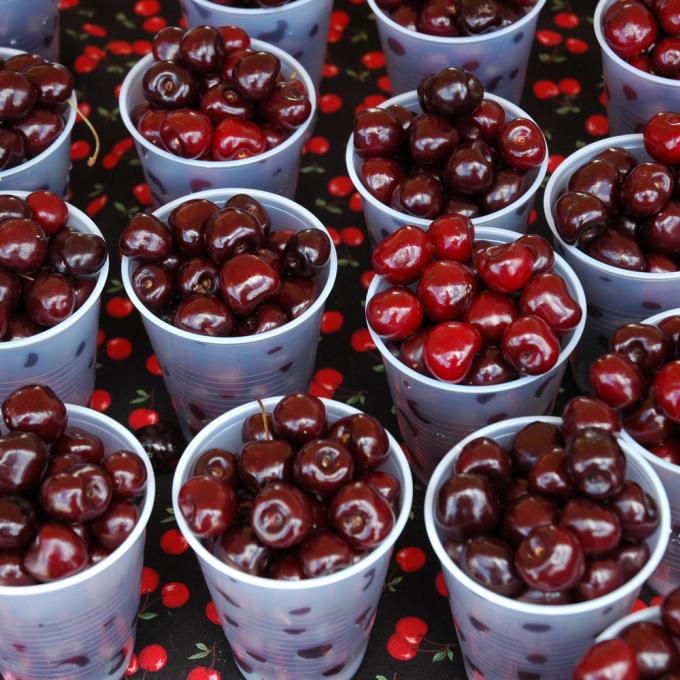 Harvesting a bounty of local cherries in Traverse City Harvesting a bounty of local cherries in Traverse City