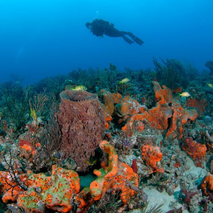 A reef diver examines the colorful world below A reef diver examines the colorful world below