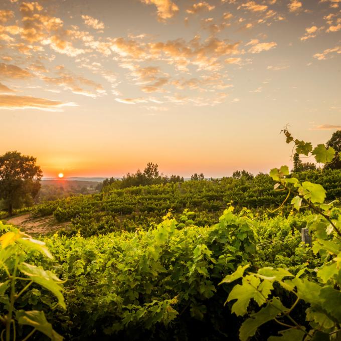 Prolific and picturesque vineyard in Traverse City Prolific and picturesque vineyard in Traverse City