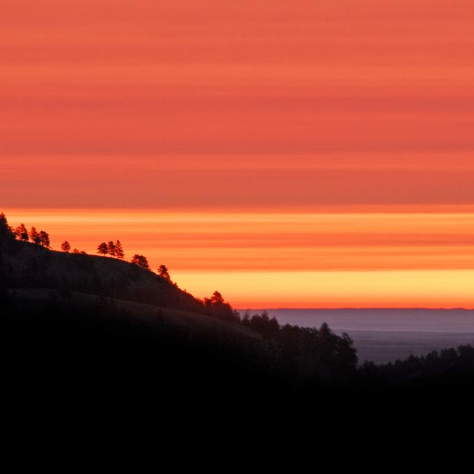 A truly black evergreen forest at sunset A truly black evergreen forest at sunset