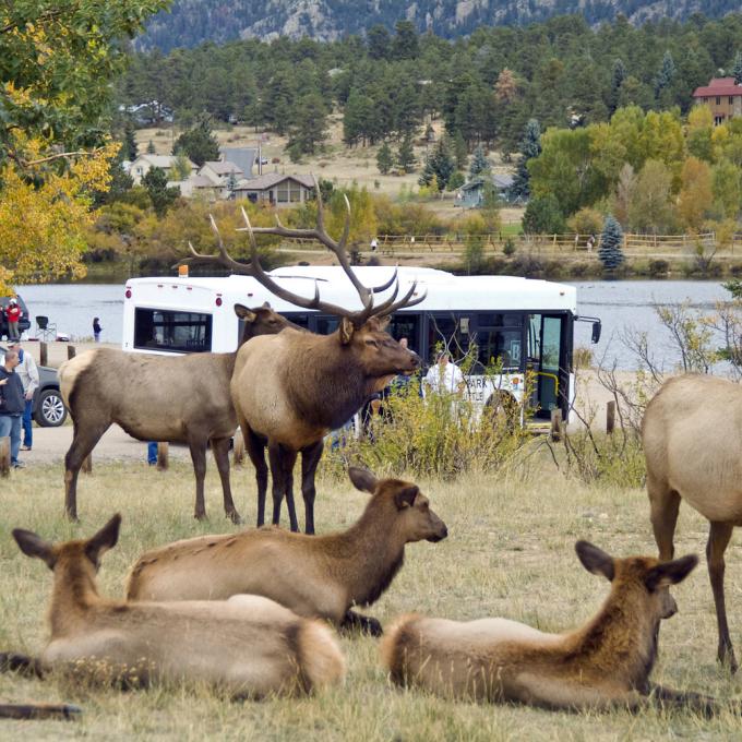 Common sight in Estes Park – a herd of elk resting and coexisting with people Common sight in Estes Park – a herd of elk resting and coexisting with people