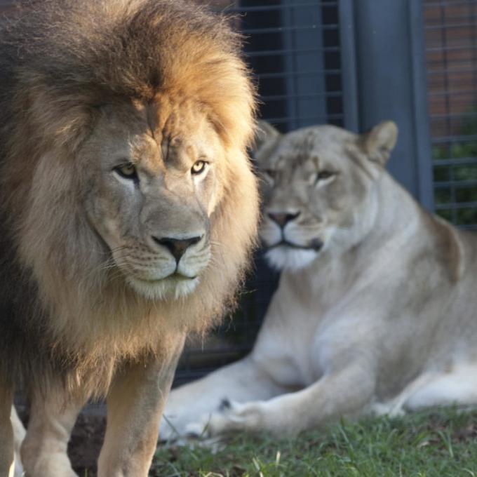 Leo and Luna, the University of North Alabama’s mascots Leo and Luna, the University of North Alabama’s mascots