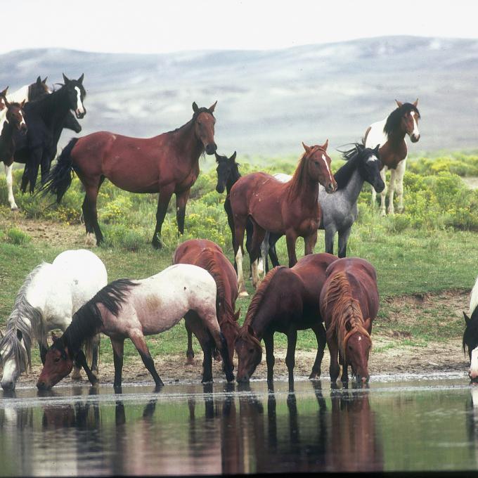 The wild horses of Pilot Butte, Wyoming, drinking from a pond The wild horses of Pilot Butte, Wyoming, drinking from a pond