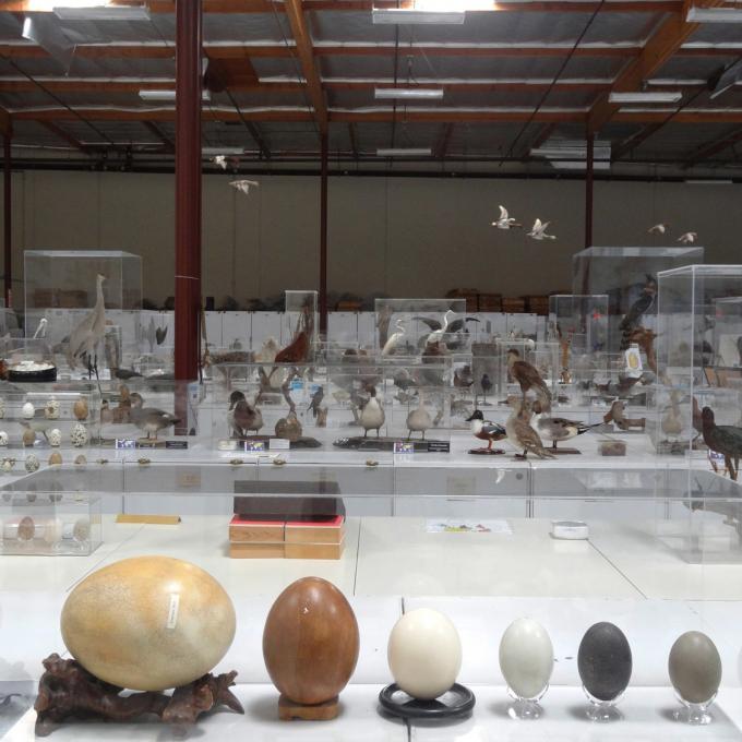 Eggs on display at The Western Foundation of Vertebrate Zoology in Camarillo, California Eggs on display at The Western Foundation of Vertebrate Zoology in Camarillo, California