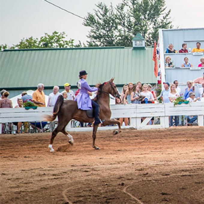 The unmistakable graceful gait of an American Saddlebred in Shelbyville, Kentucky The unmistakable graceful gait of an American Saddlebred in Shelbyville, Kentucky