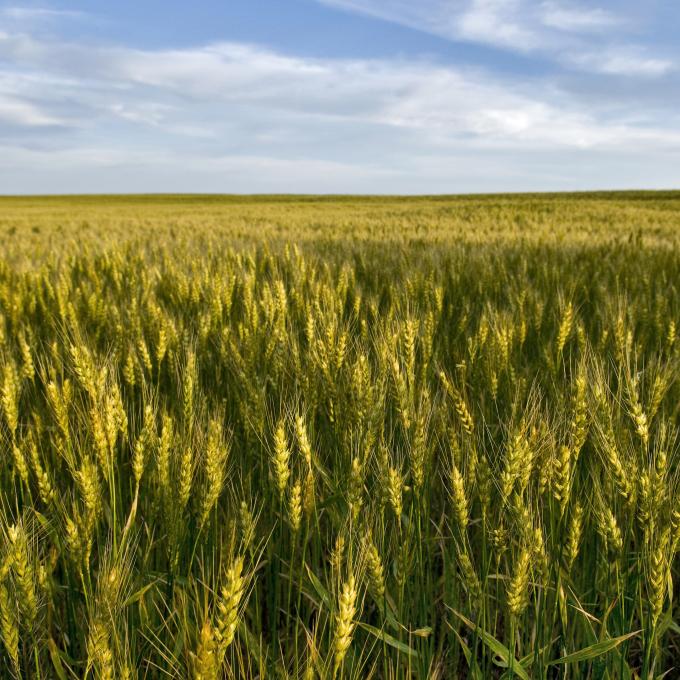 A field of wheat growing in Kansas A field of wheat growing in Kansas