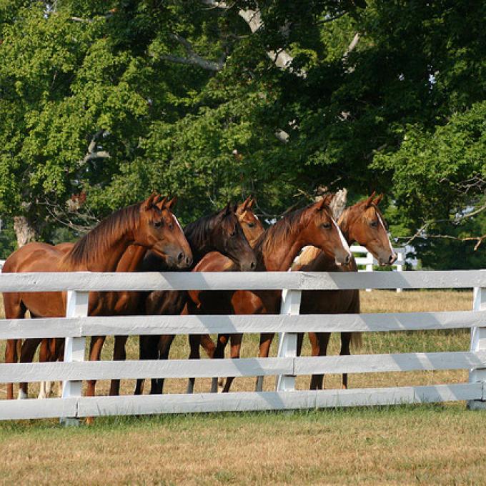 Majestic American Saddlebred horses at one of the farms in Shelbyville, Kentucky Majestic American Saddlebred horses at one of the farms in Shelbyville, Kentucky