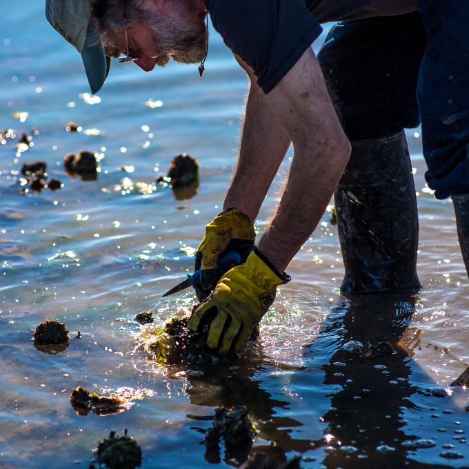 Harvesting oysters in Willapa Bay, Washington Harvesting oysters in Willapa Bay, Washington