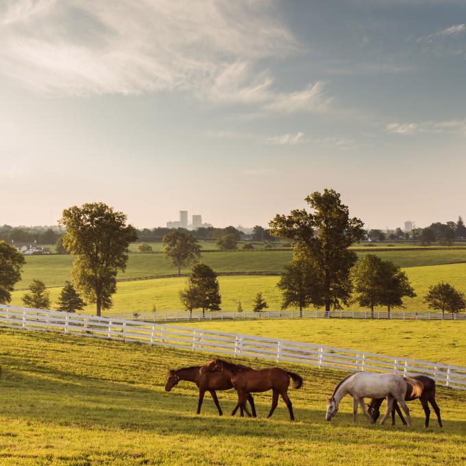 The pastoral scenery at one of Lexington’s horse farms The pastoral scenery at one of Lexington’s horse farms
