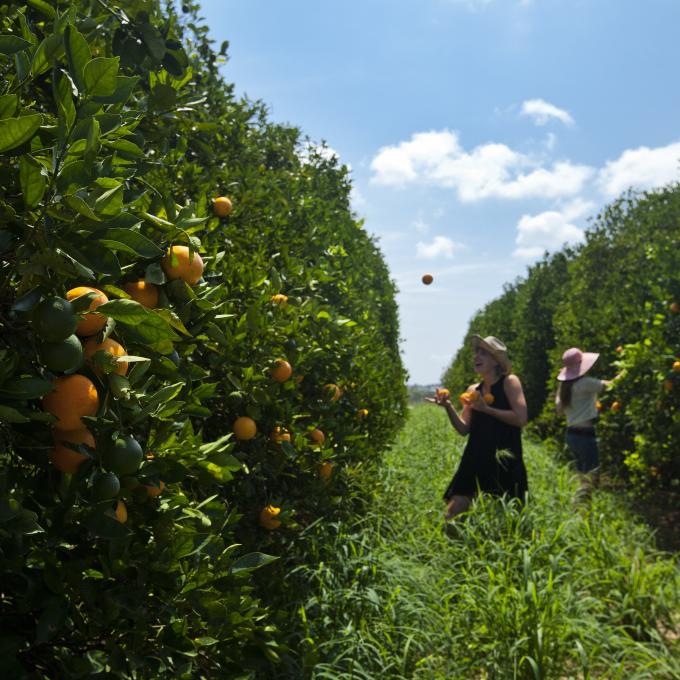 Exploring a citrus grove in Clermont, Florida Exploring a citrus grove in Clermont, Florida