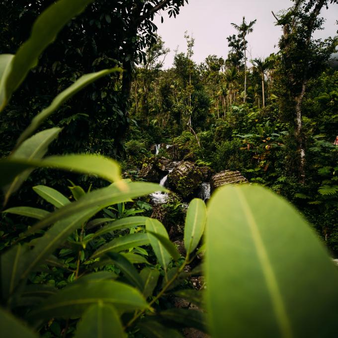 El Yunque National Forest, the habitat of many of Puerto Rico’s native bats El Yunque National Forest, the habitat of many of Puerto Rico’s native bats