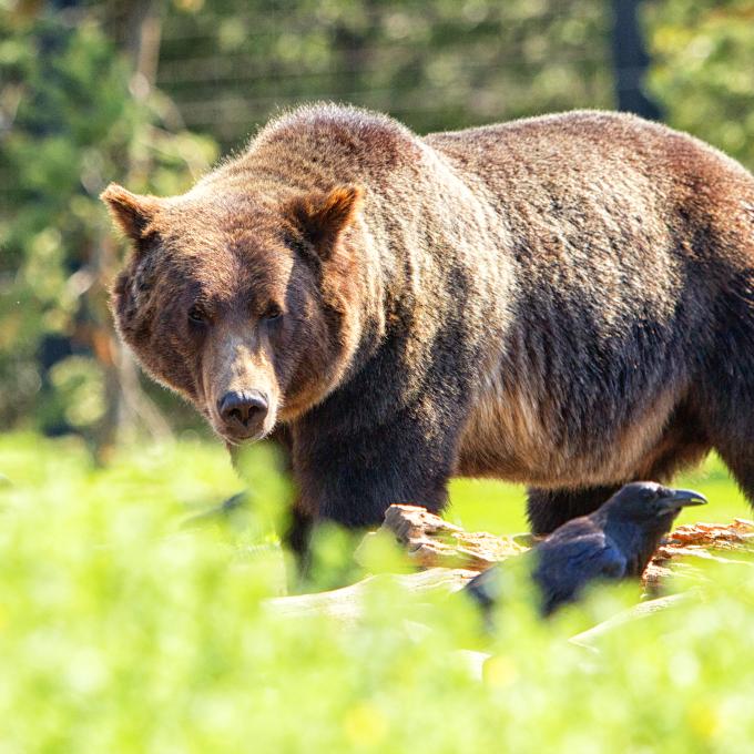A grizzly bear at The Grizzly & Wolf Discovery Center in West Yellowstone, Montana A grizzly bear at The Grizzly & Wolf Discovery Center in West Yellowstone, Montana