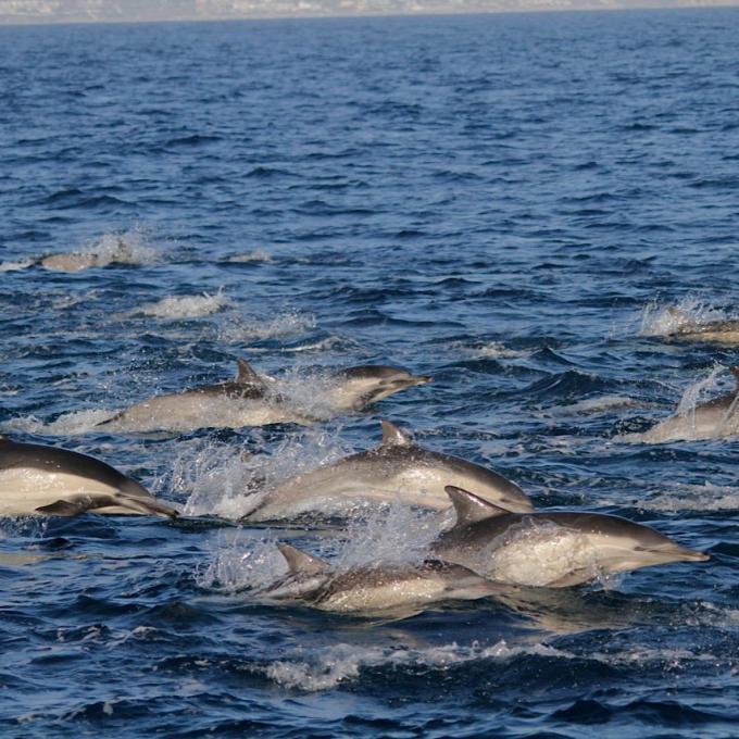 A pod of dolphins off the coast of Dana Point, California A pod of dolphins off the coast of Dana Point, California