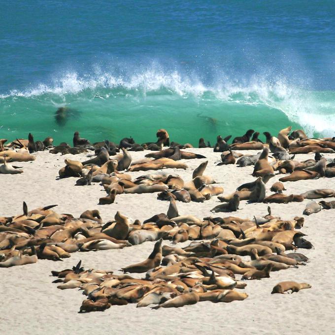 Leones marinos en San Miguel Island en el Channel Islands National Park, California Leones marinos en San Miguel Island en el Channel Islands National Park, California