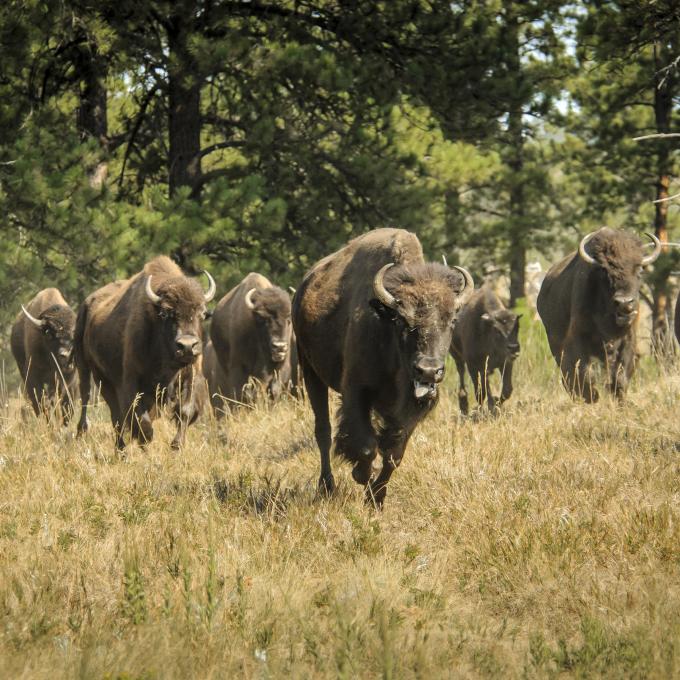 Bison roaming in South Dakota Bison roaming in South Dakota