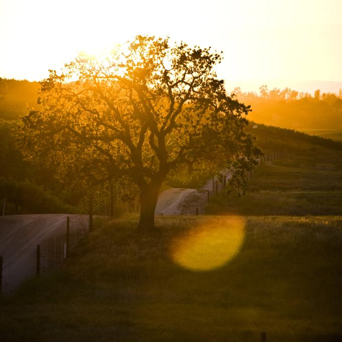 An oak tree in a Paso Robles vineyard An oak tree in a Paso Robles vineyard