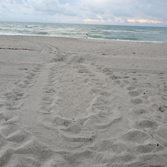 Turtle tracks in the sand at one of the Space Coast’s beaches Turtle tracks in the sand at one of the Space Coast’s beaches