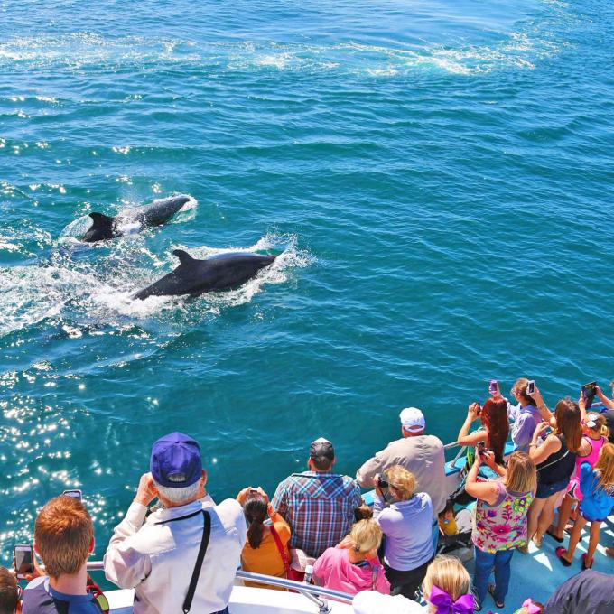 Spotting dolphins off the coast of Laguna Beach, California, on a Newport Landing Whale Watching tour Spotting dolphins off the coast of Laguna Beach, California, on a Newport Landing Whale Watching tour