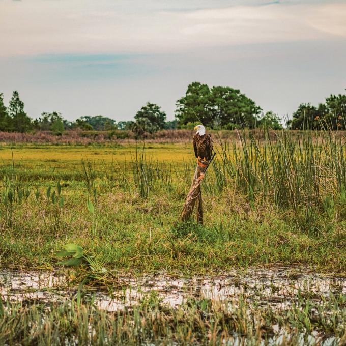 A bald eagle seen on a Wild Florida airboat tour near Kissimmee, Florida A bald eagle seen on a Wild Florida airboat tour near Kissimmee, Florida